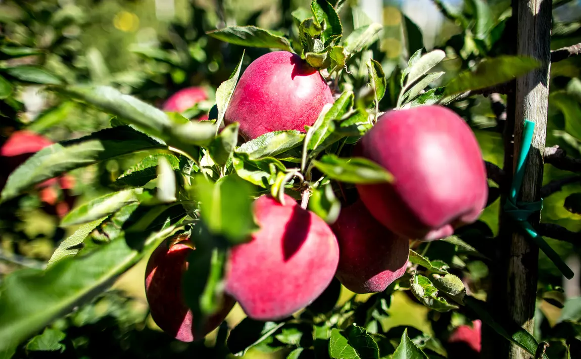 Der Vinschger Apfel in seiner Bergwelt