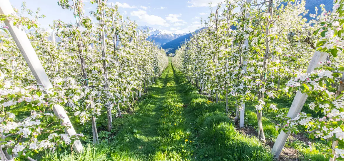 apfel-wiese-bauernhof